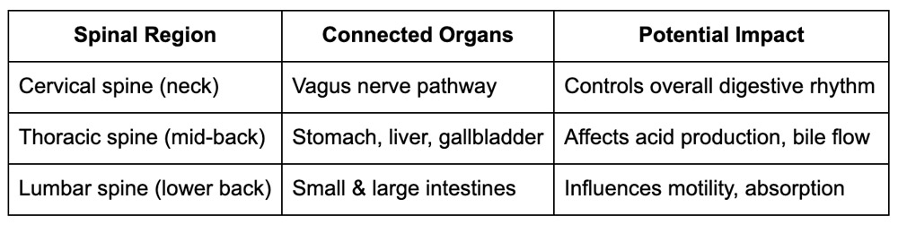 Key Spinal Regions Linked to Digestive Function